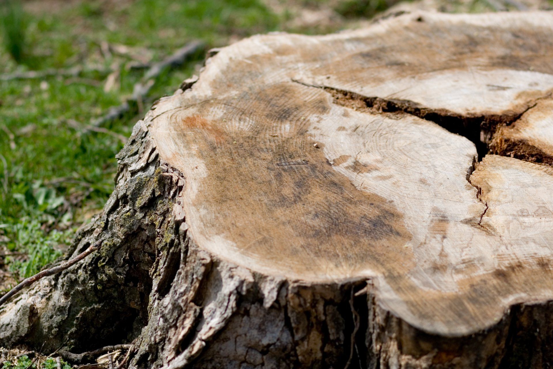 A close up of a tree stump in the grass.