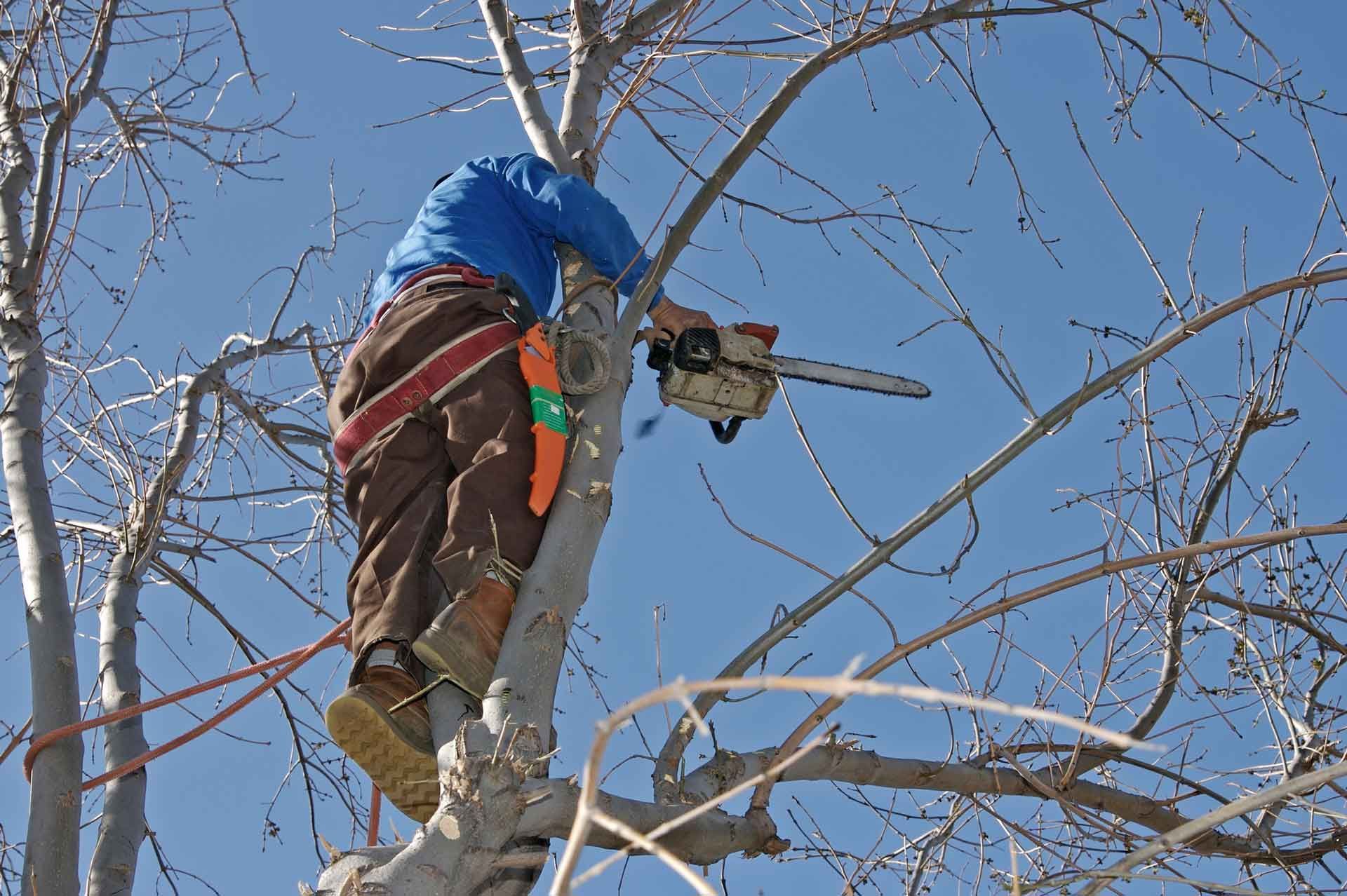 An arborist wearing safety gear is perched on an elm tree, trimming its branches.