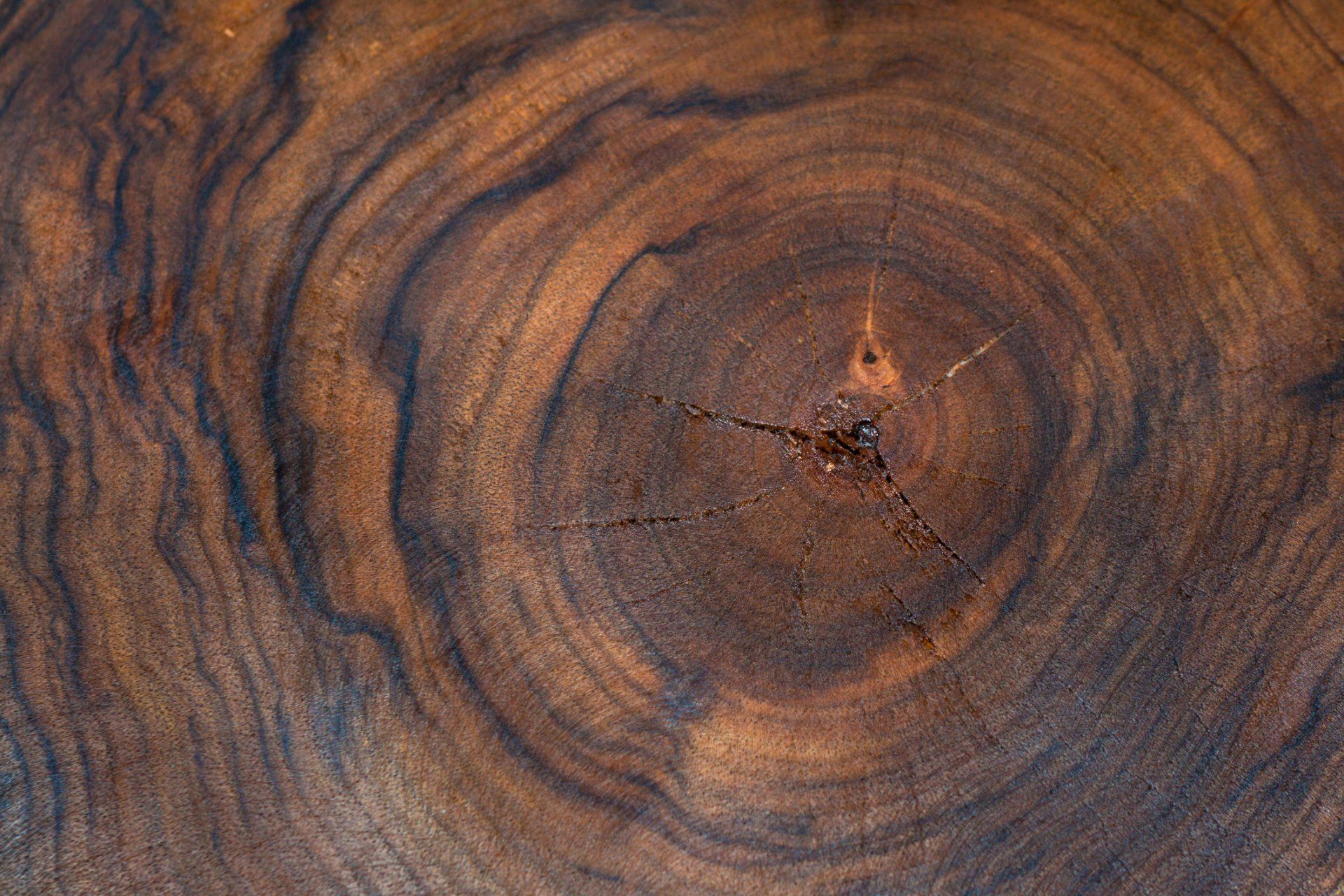 A close up of a piece of wood showing the rings of a tree.