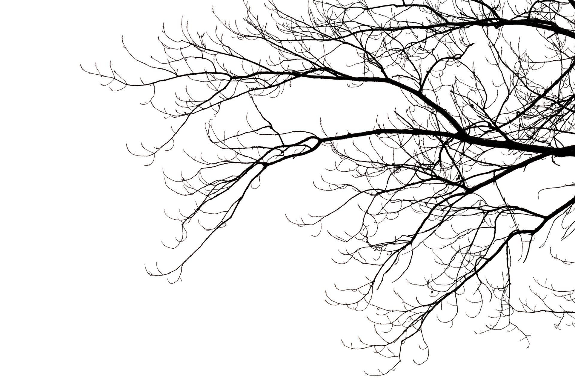 A black and white photo of a tree branch without leaves on a white background.