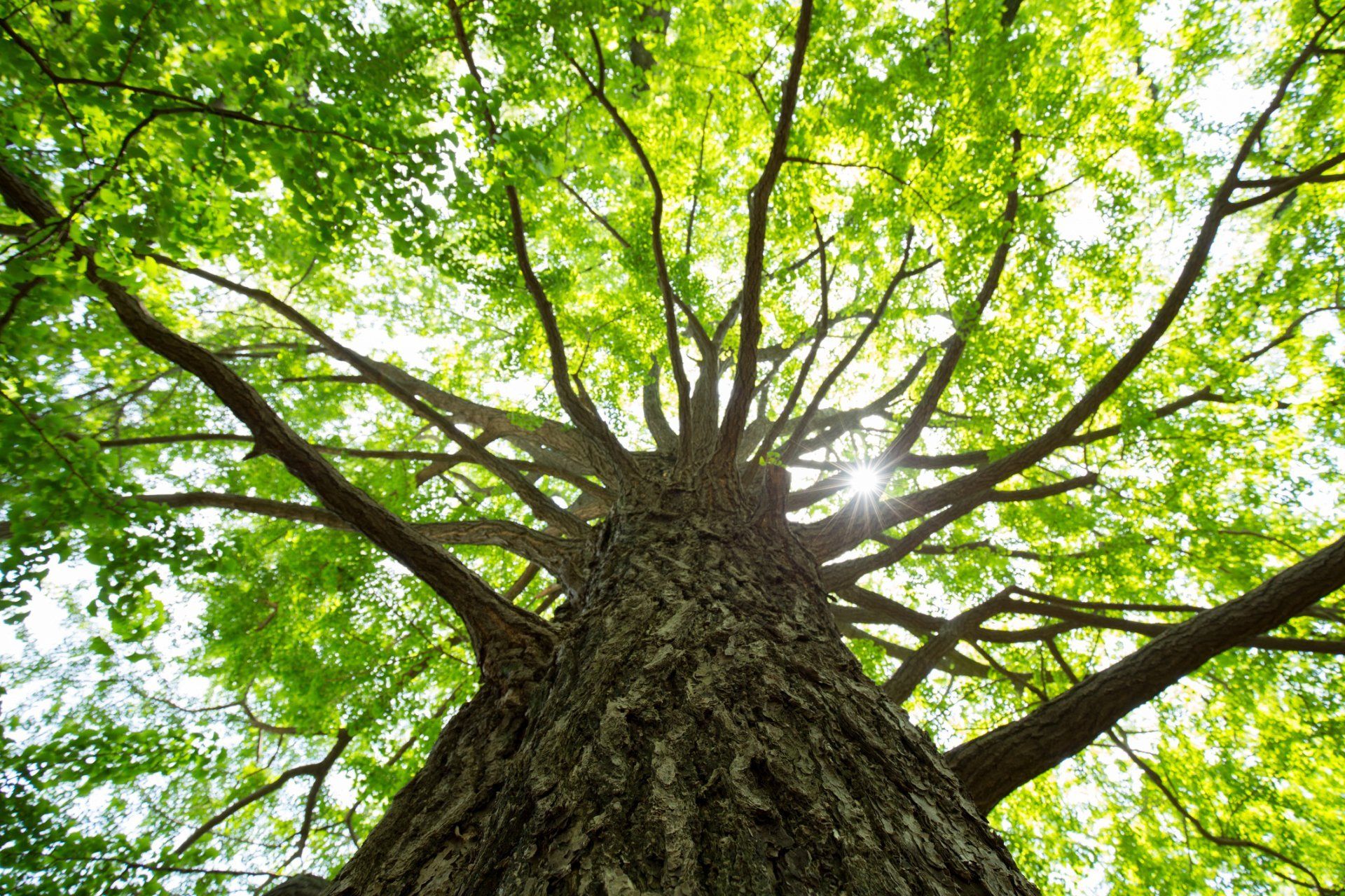 Looking up at a tree with lots of branches and leaves.