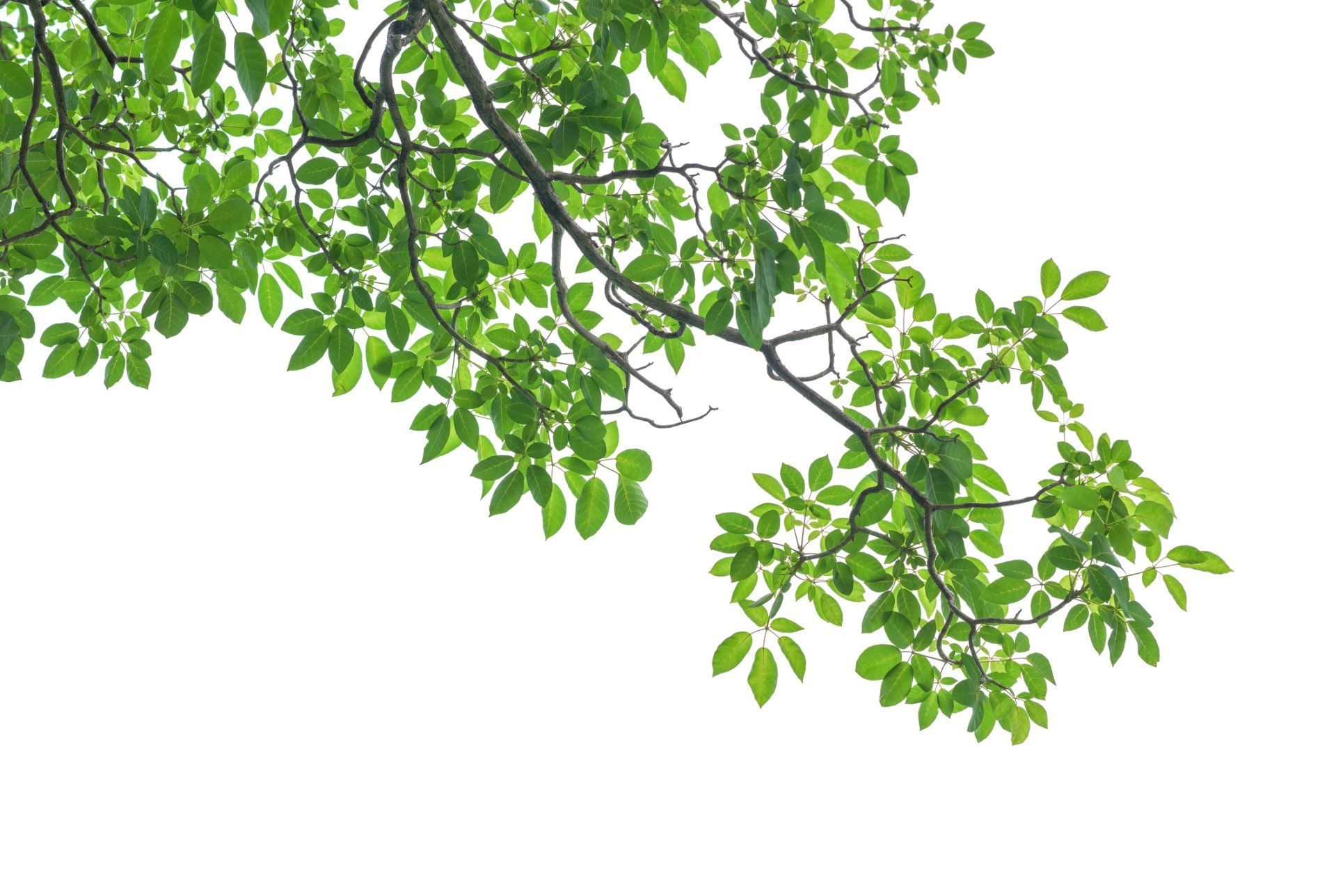 A tree branch with green leaves on a white background.