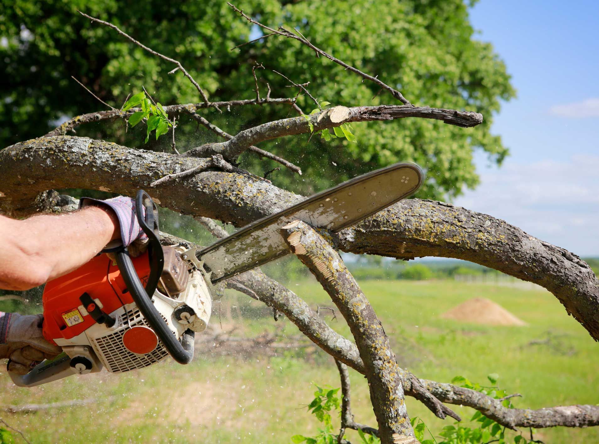 A professional is cutting trees using an electrical chainsaw.