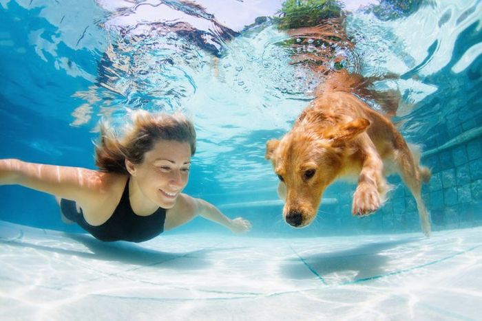 Swimming With Pet — Albemarle, NC — Albemarle Pool Supply Inc