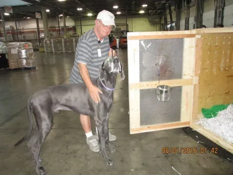 Man petting a large grey great dane beside a wooden crate in a warehouse setting