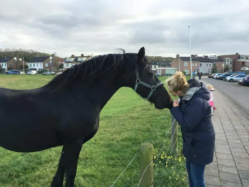 Black horse nuzzles a person in a blue coat near a fence and sidewalk