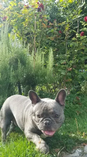 Blue french bulldog in a grassy yard