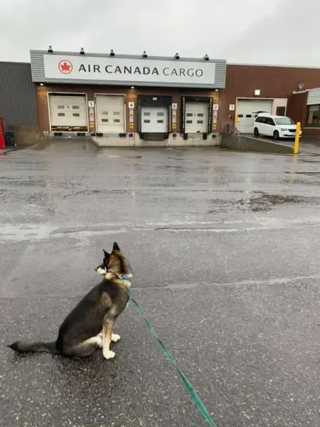 Dog on leash sits in front of air canada cargo building