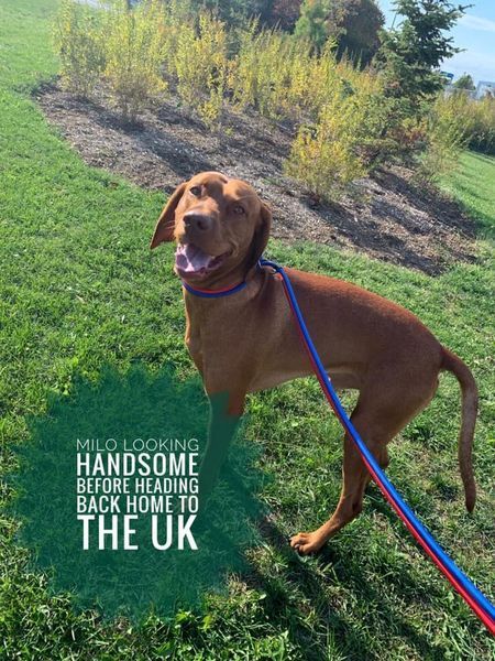 Dog on leash in a grassy area