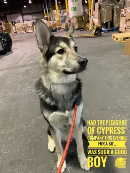 Dog sits in a warehouse 