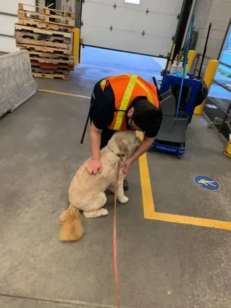Person in safety vest petting a golden dog on a leash in a warehouse