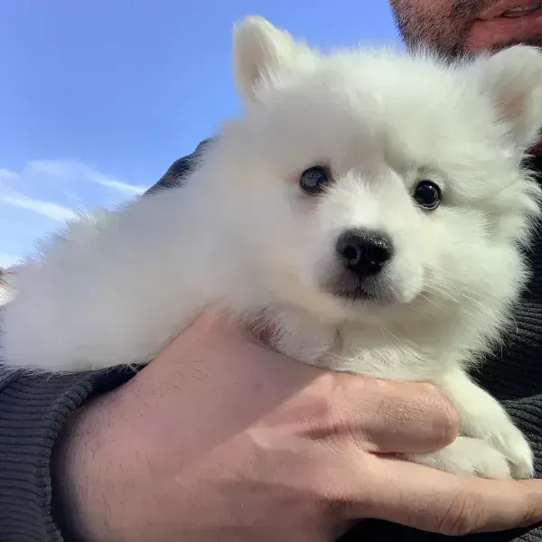 White fluffy puppy being held