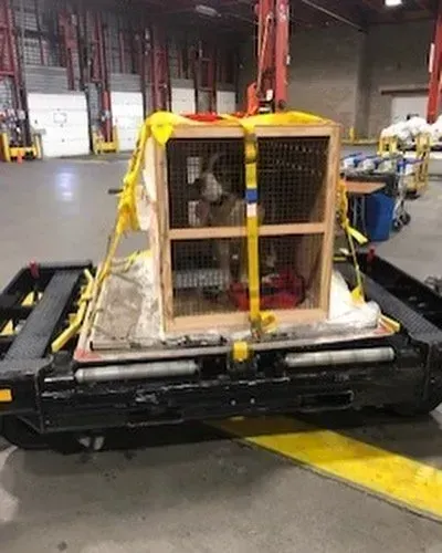 Dog in a wooden crate secured on a cargo pallet in a warehouse