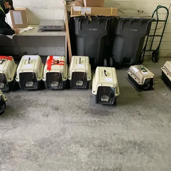 Pet carriers lined up in a warehouse