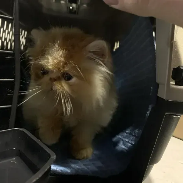 Persian cat with long