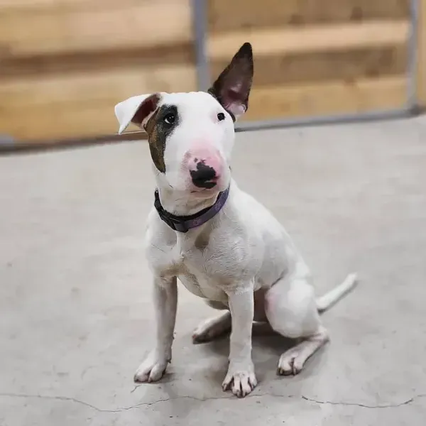 White and brown bull terrier dog sitting with one ear up