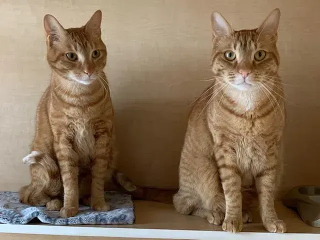 Two orange tabby cats sitting side-by-side