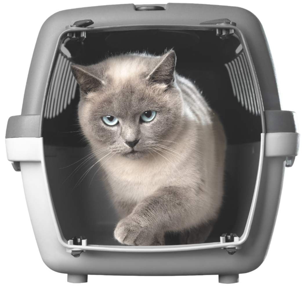 Gray cat sitting in an open pet carrier