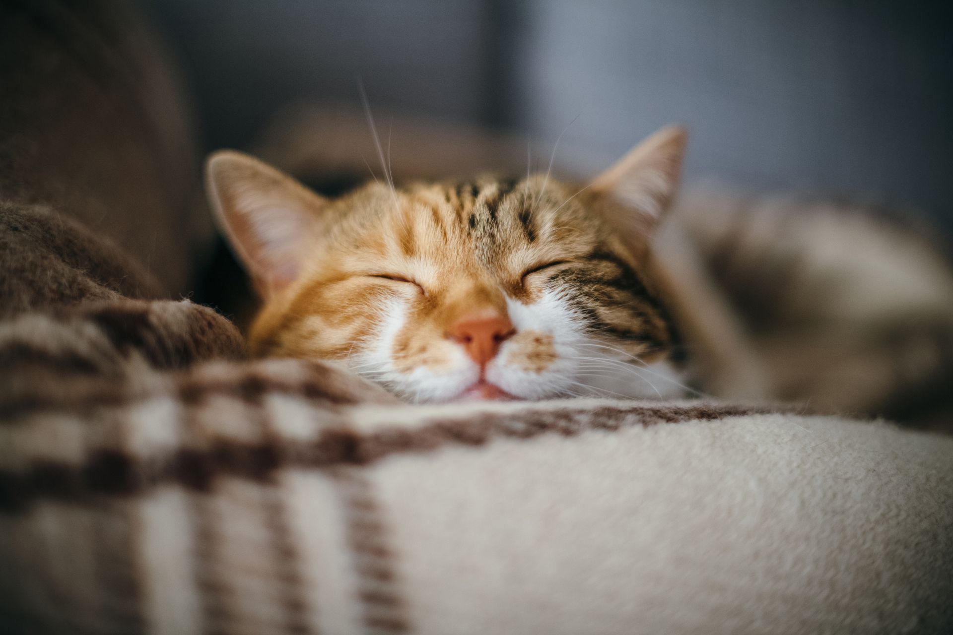 Orange tabby cat sleeping, nestled on a brown and beige blanket. Eyes closed, relaxed expression.