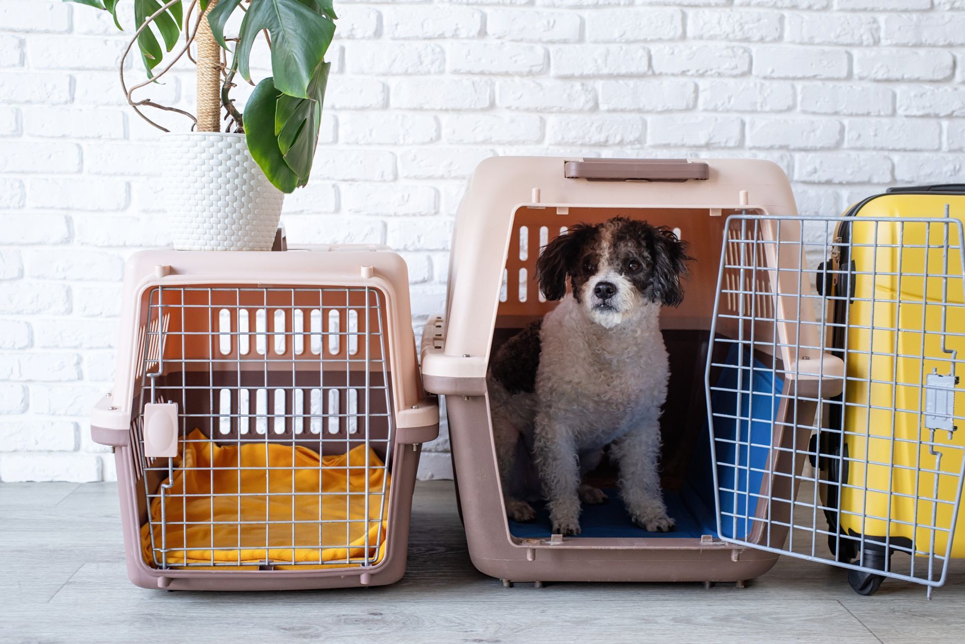 Dog in carrier, another empty, with luggage and plant near a white brick wall.