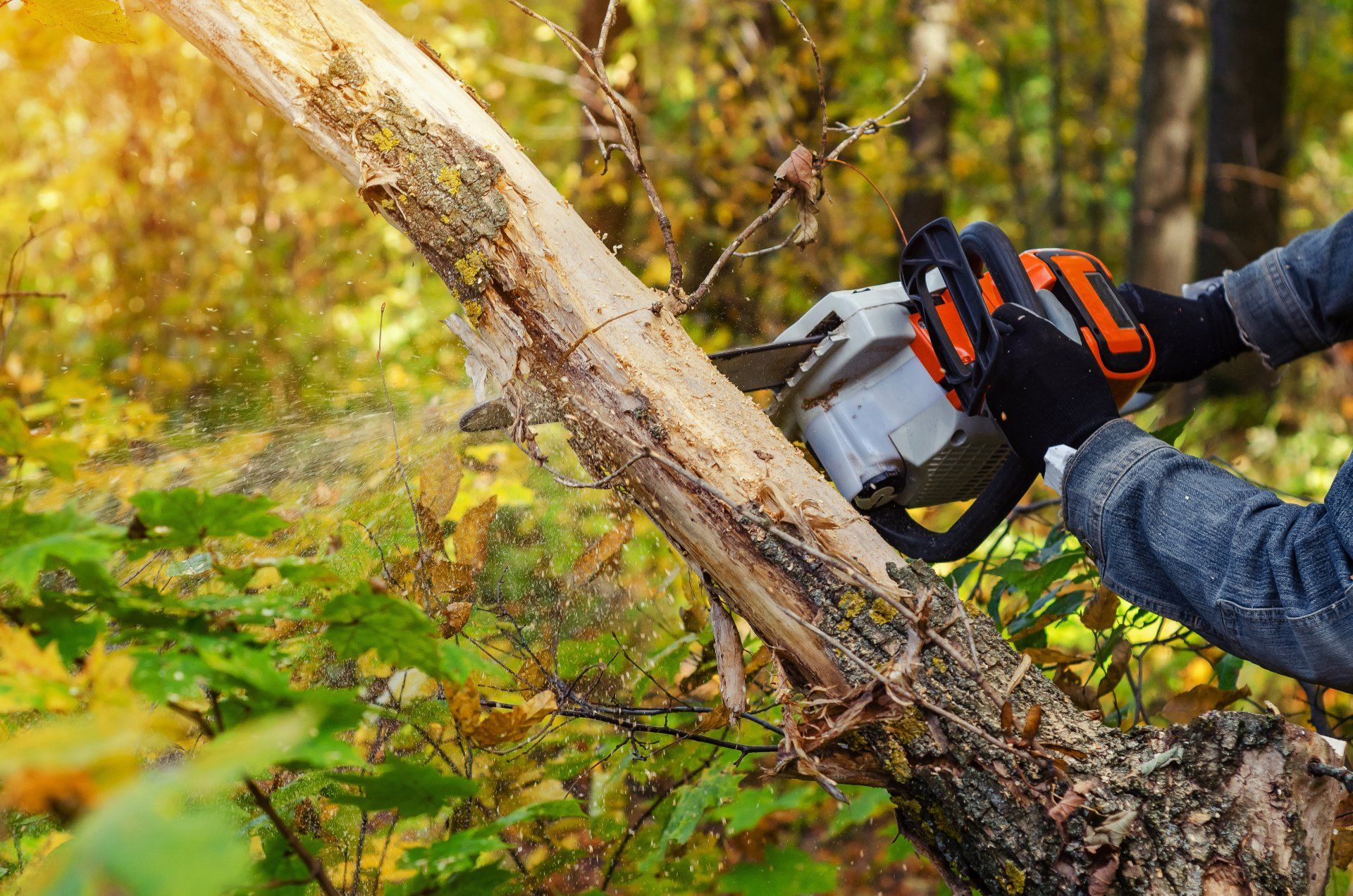Person with chainsaw cutting log