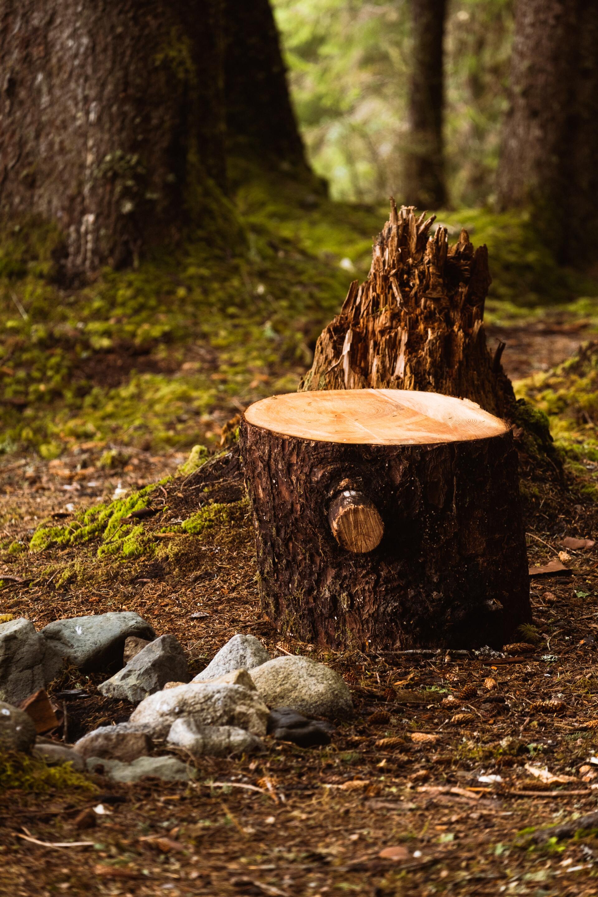 Stump