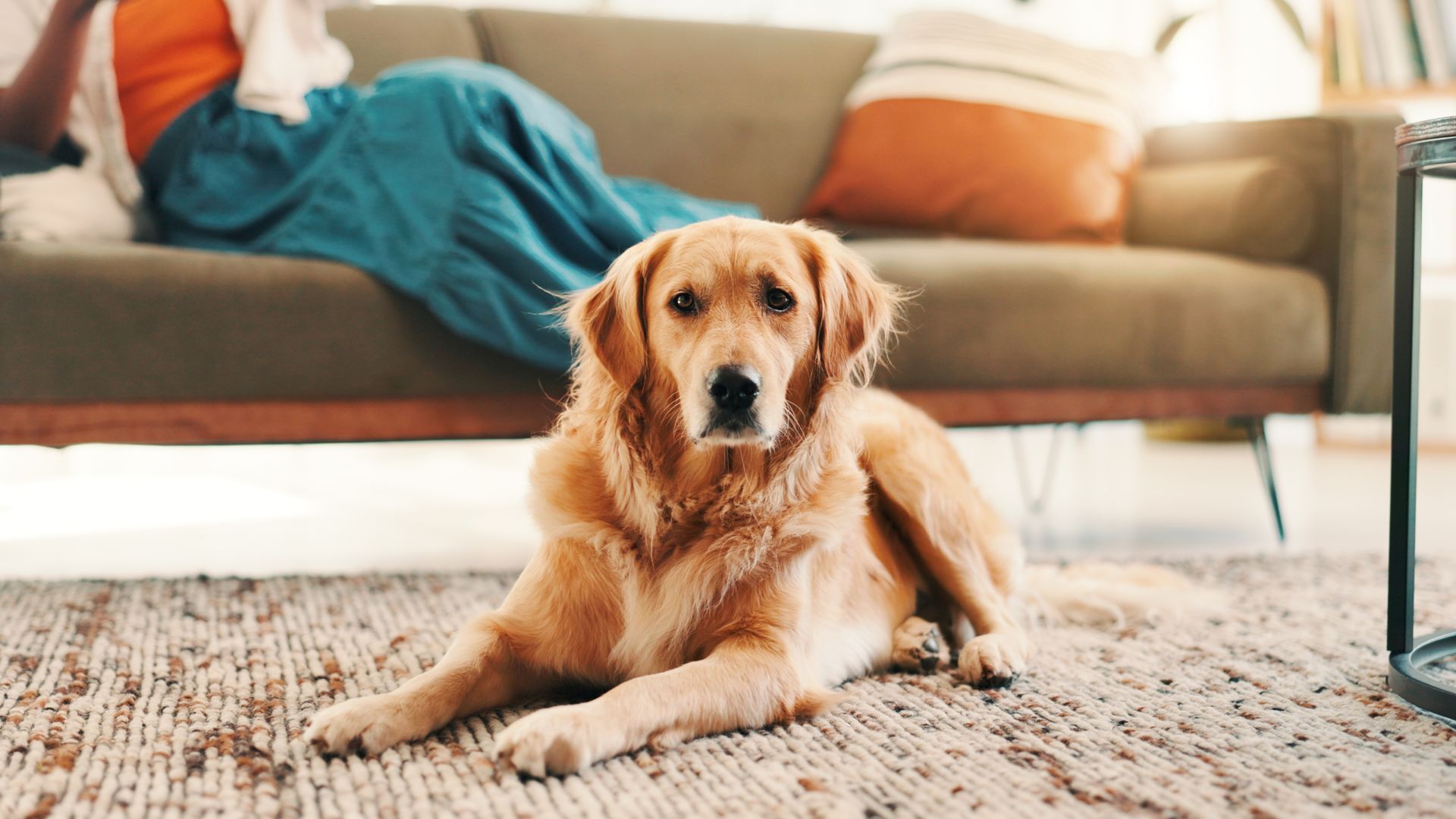 Golden retriever dog lying on a rug, looking at the camera, with a person on a couch in the background.