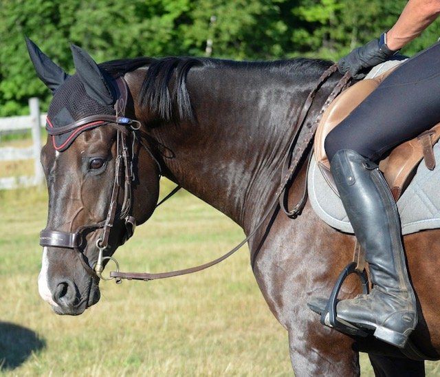 Horse with rider, wearing bridle and ear bonnet, outdoors. Rider's leg in riding boot visible.
