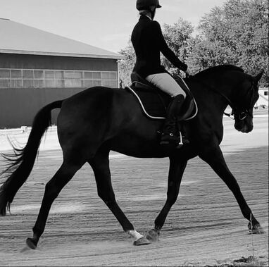 Equestrian riding a black horse in a competition, outdoors.