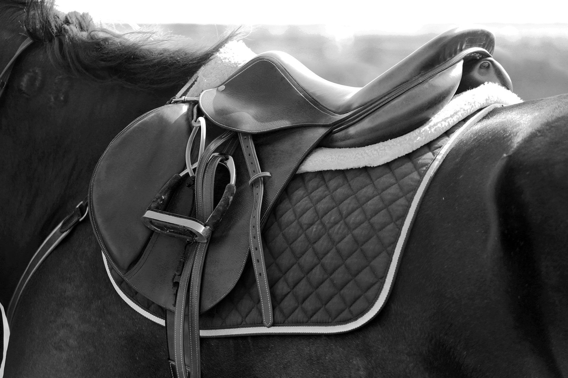 Black and white view of a leather riding saddle on a dark horse, close-up shot.