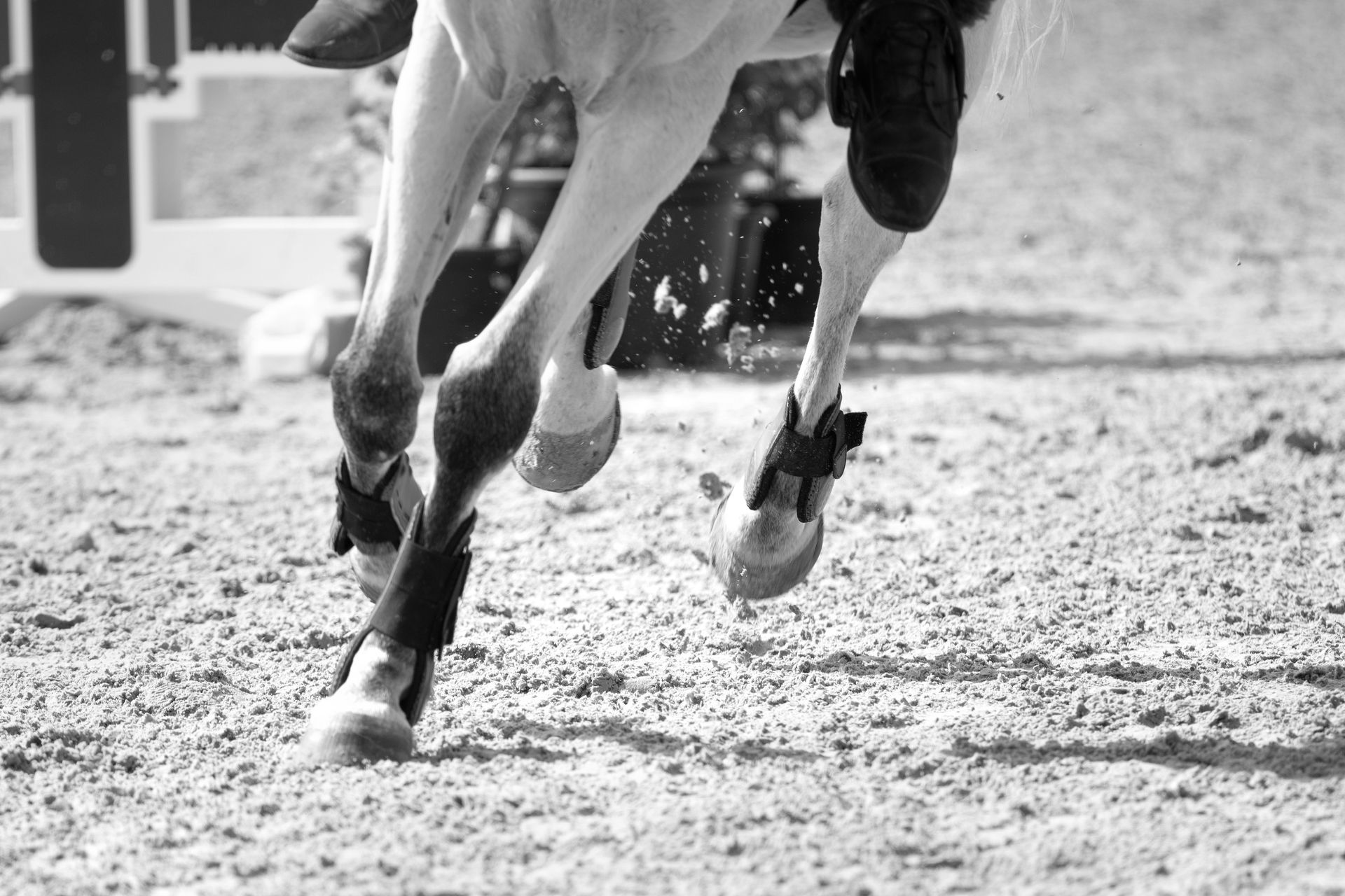 Horse galloping, hooves kicking up dust in a ring.