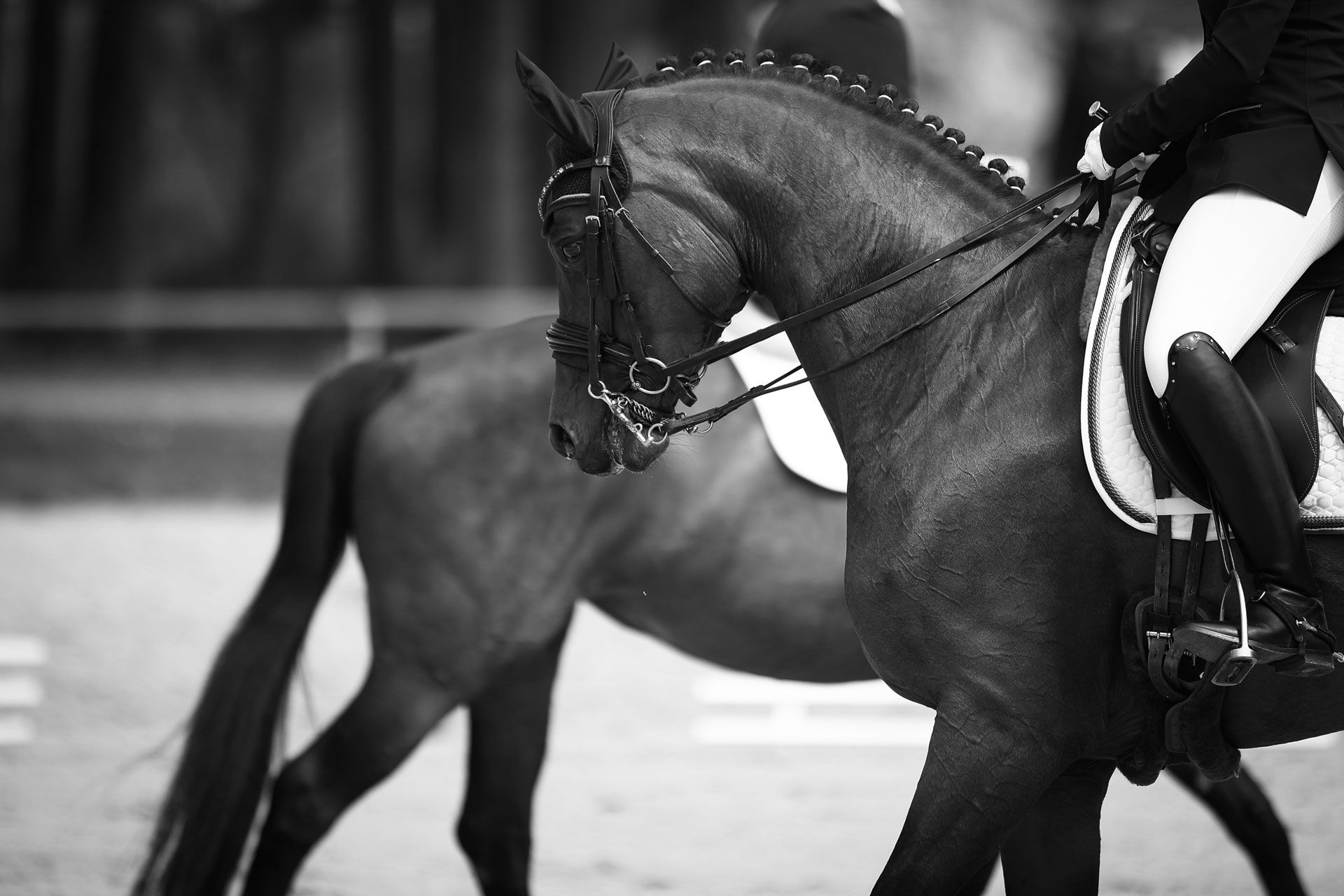A horse and rider in dressage competition. Black and white photo. Horse is dark-coated, rider in riding gear.