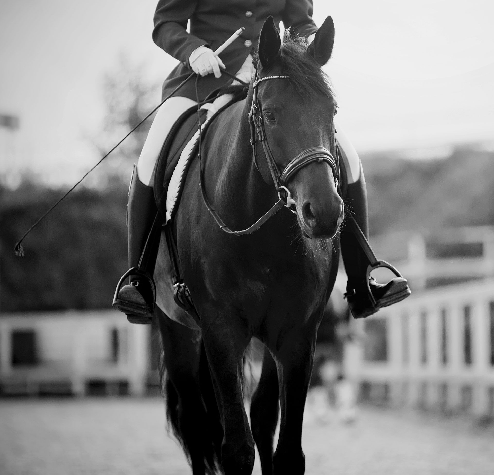 Equestrian riding a dark horse, outdoors in a ring; rider holding reins and a whip, wearing formal attire.