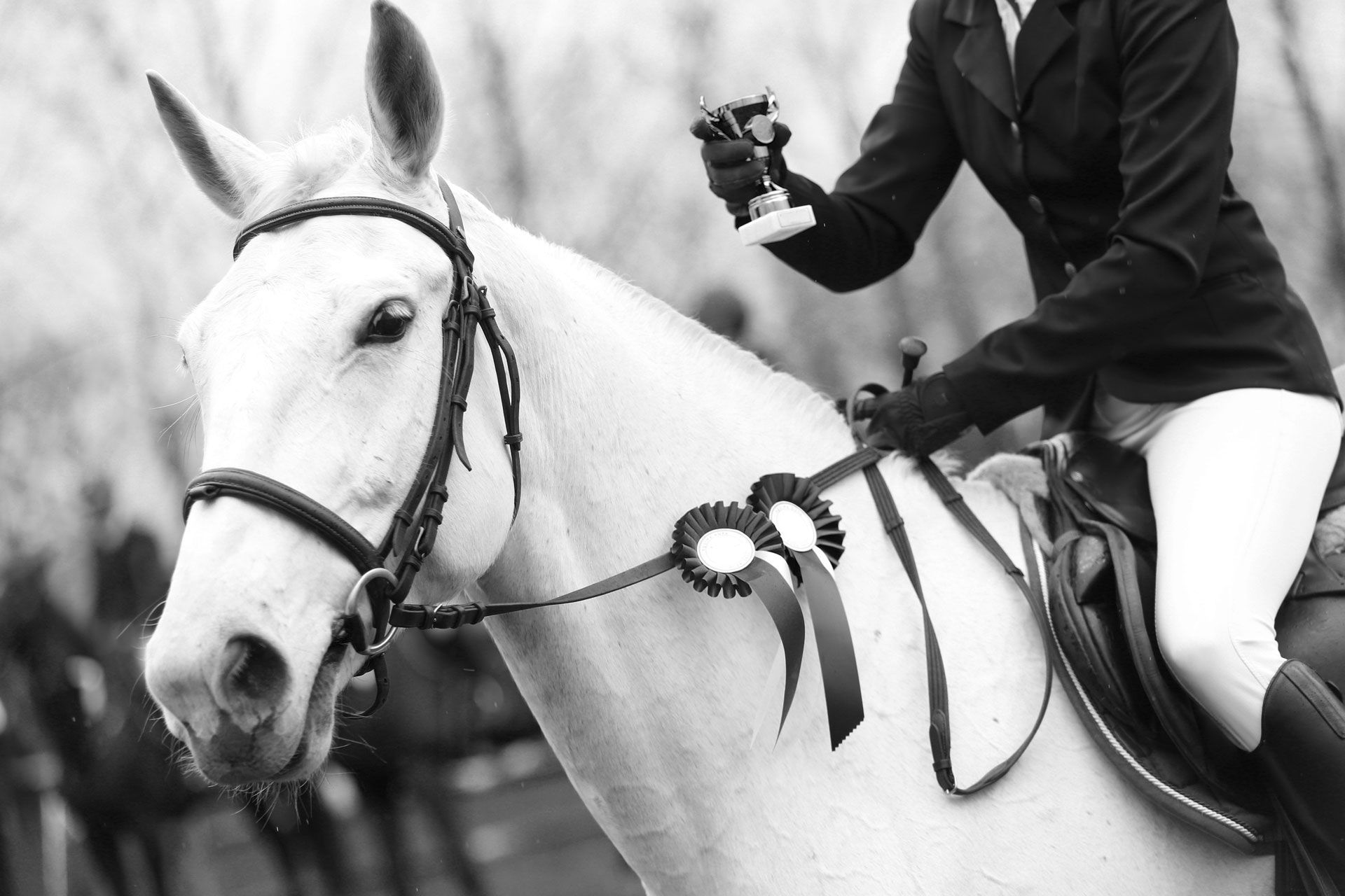 White horse with rider, wearing a ribbon; holding trophy.