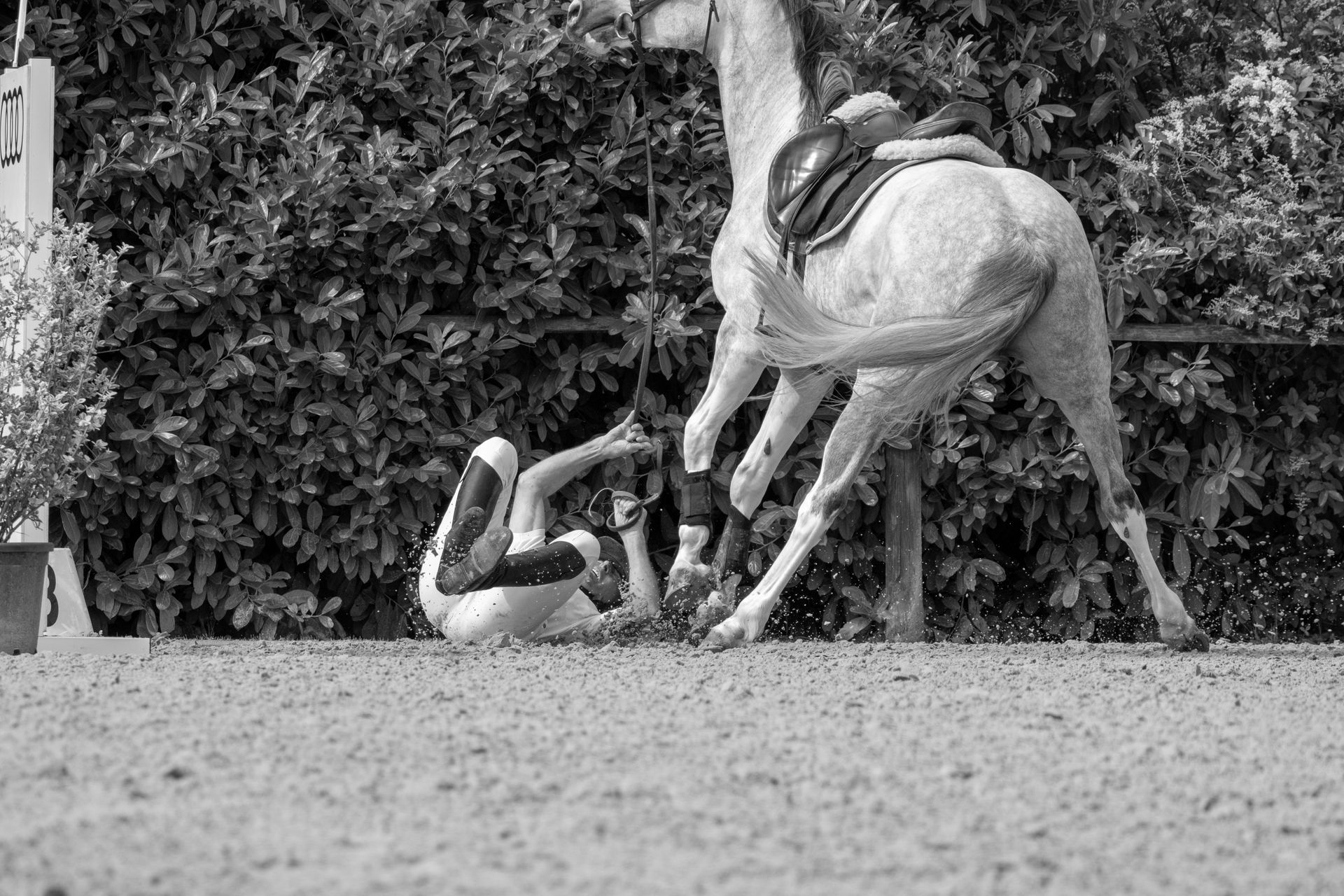 Horse with saddle, in black and white, outdoors.