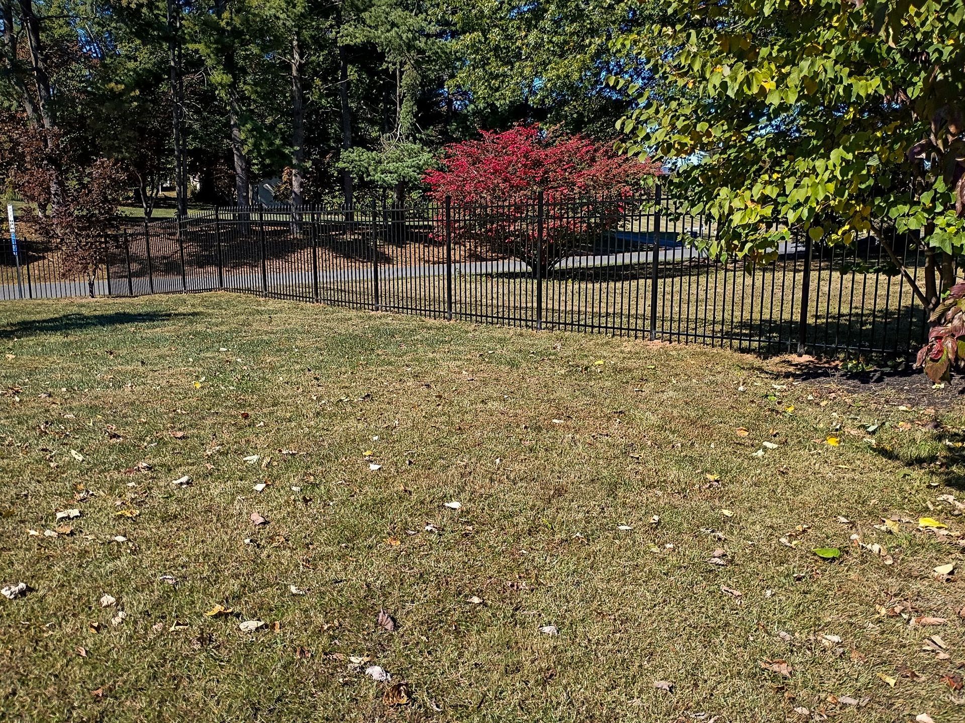 Grassy yard with trees in background. A red bush is surrounded by black, upright posts.