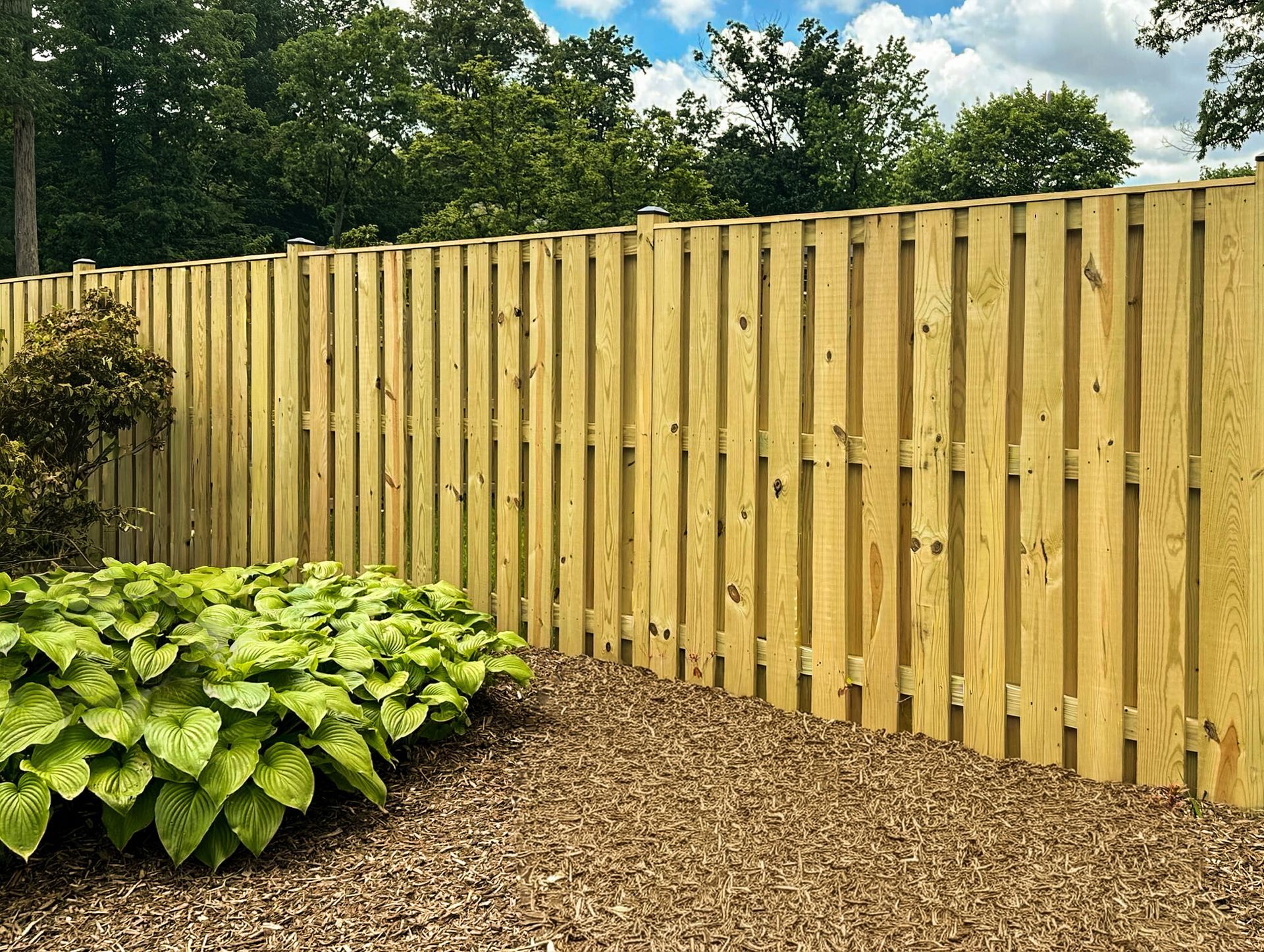 Wooden fence in a yard with green plants and mulch, trees and blue sky background.