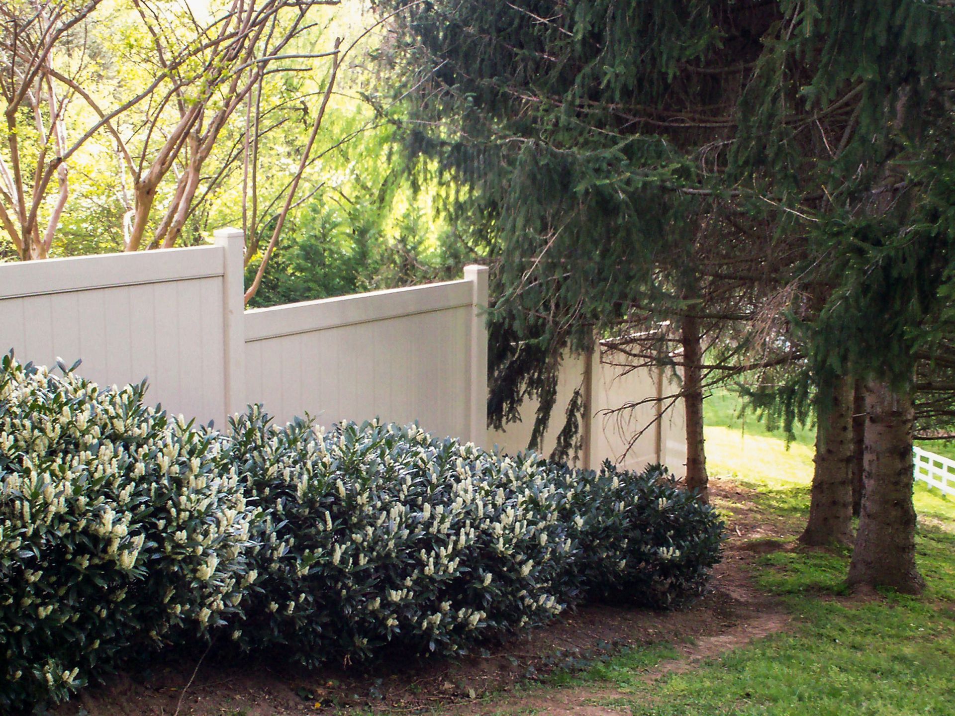 White fence bordering a hedge of green and white bushes, with evergreen trees on the right.