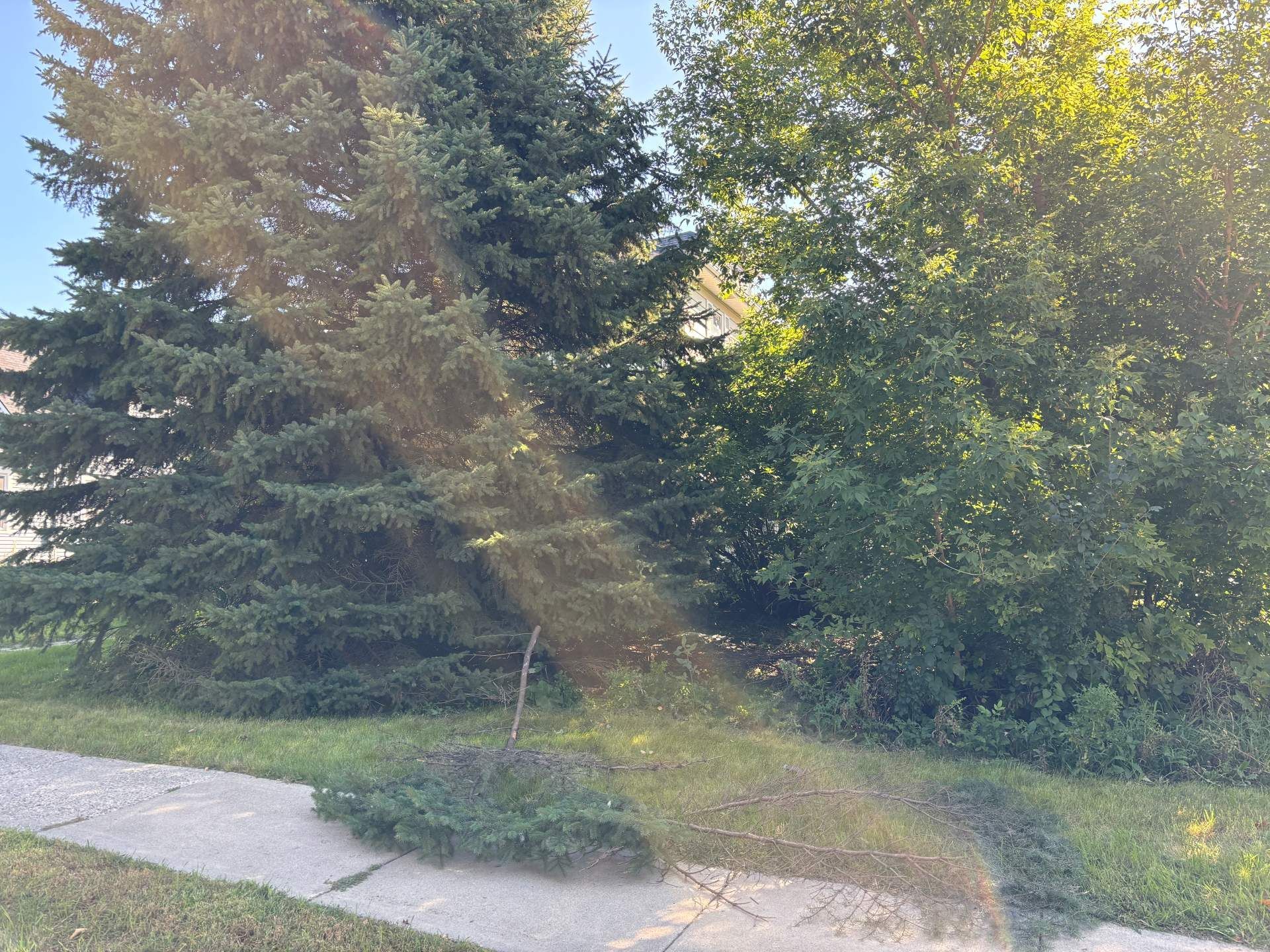 A sunny residential scene featuring evergreen and deciduous trees behind a sidewalk and a patch of grass.