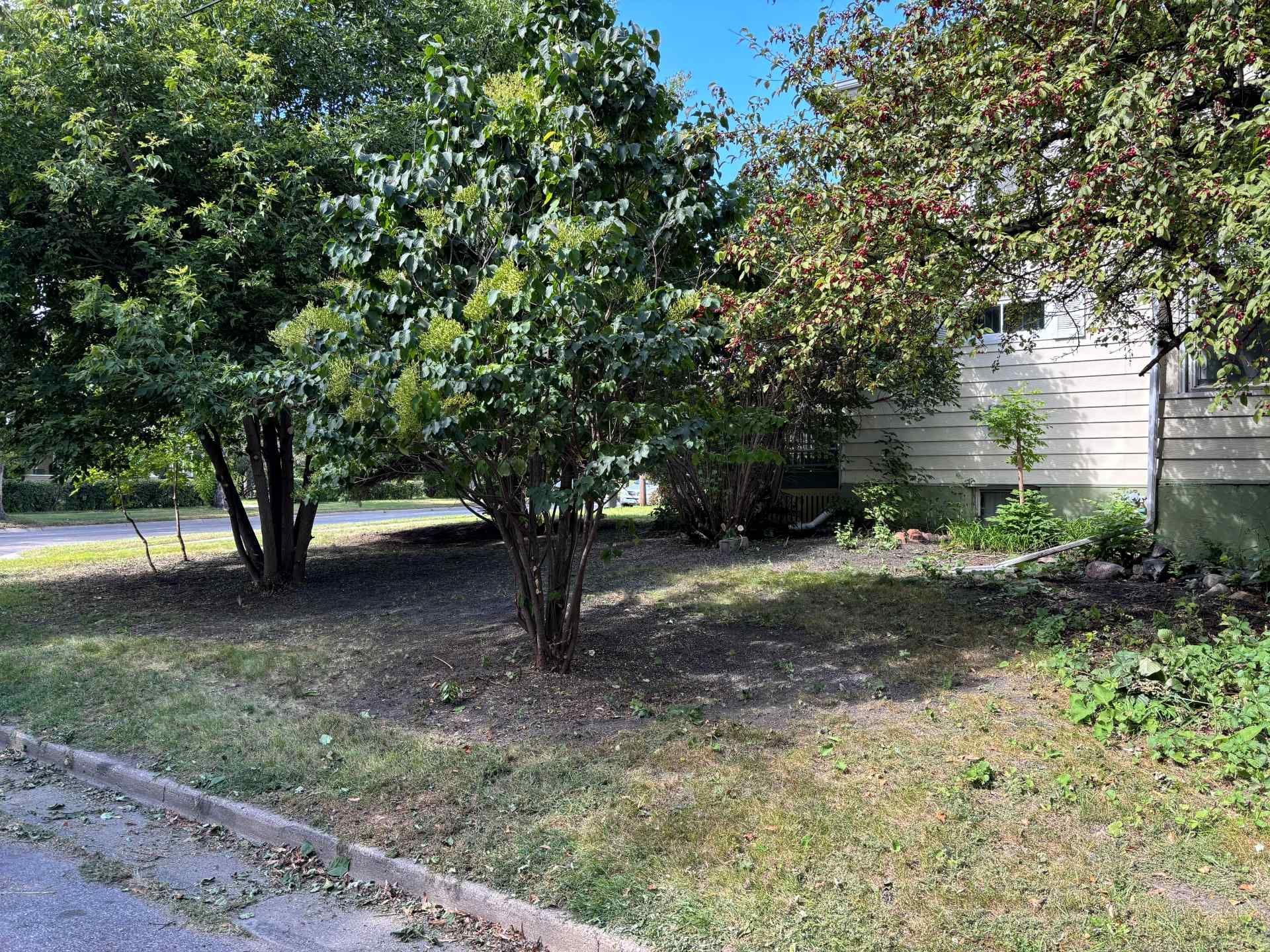 A grassy front yard with two mature trees and a light-colored house partially visible in the background.