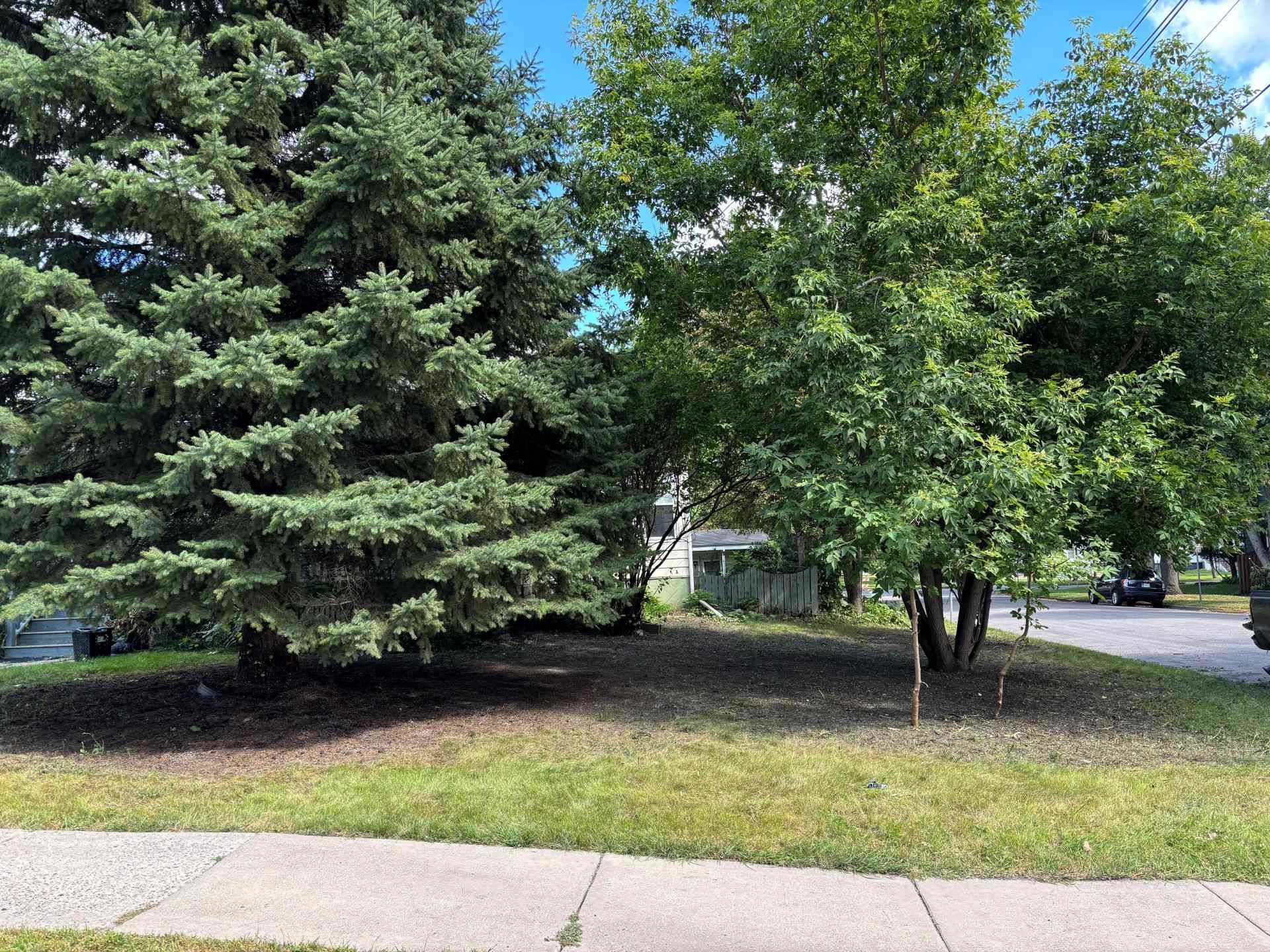 A large pine tree and deciduous tree stand on a patch of dirt and grass next to a sidewalk and residential street.