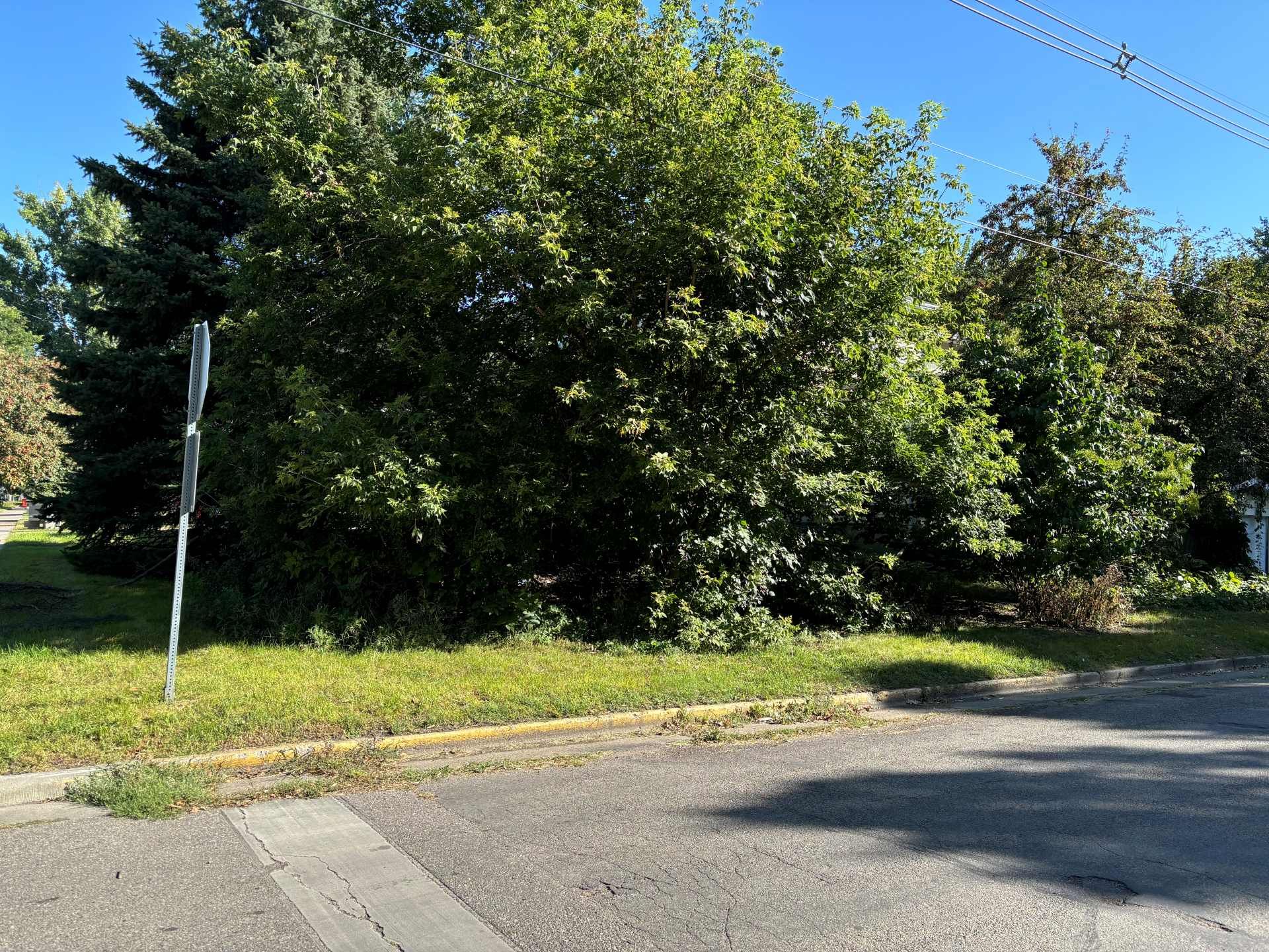 Lush green trees and bushes stand behind a grass verge and paved street under a clear blue sky.