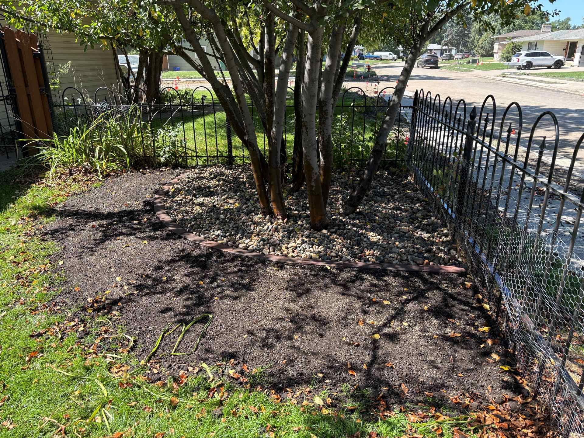 A patch of dark mulch surrounds the base of a multi-trunked tree next to a black metal fence on a sunny residential street.