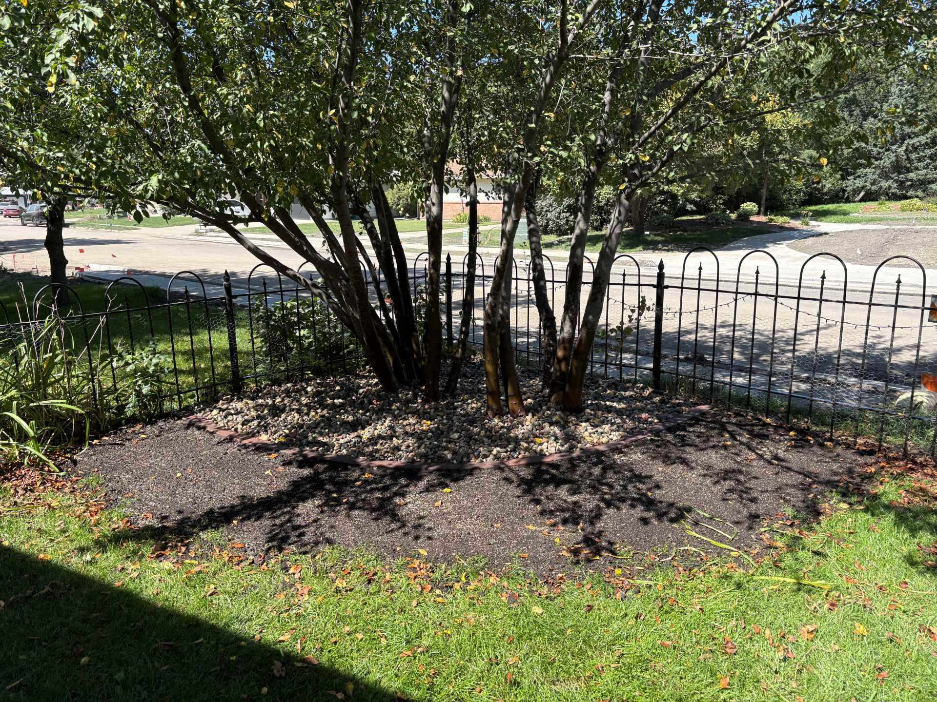 A multi-stemmed tree with dark foliage stands in a mulched bed behind a black metal fence, overlooking a quiet street.