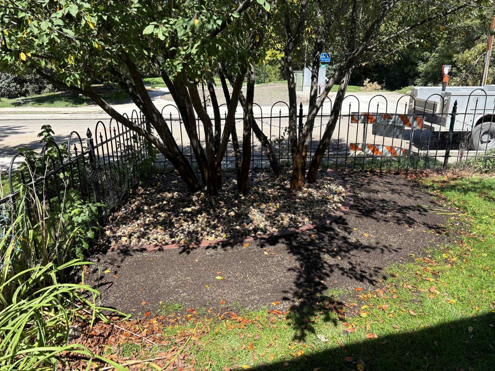 A dark mulch garden bed with a multi-stemmed tree, bordered by a decorative iron fence next to a residential street.