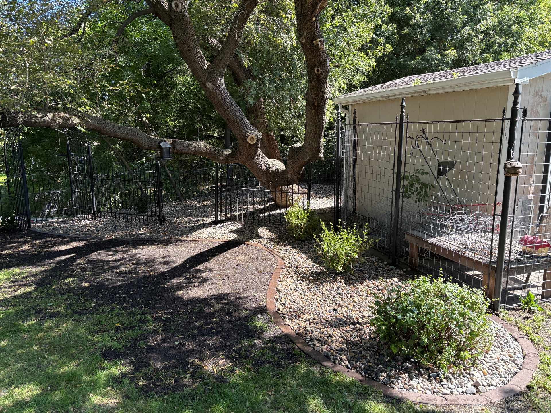 A sunny backyard with a large tree overhanging a stone-mulched garden bed next to a light-colored shed and chain-link fence.