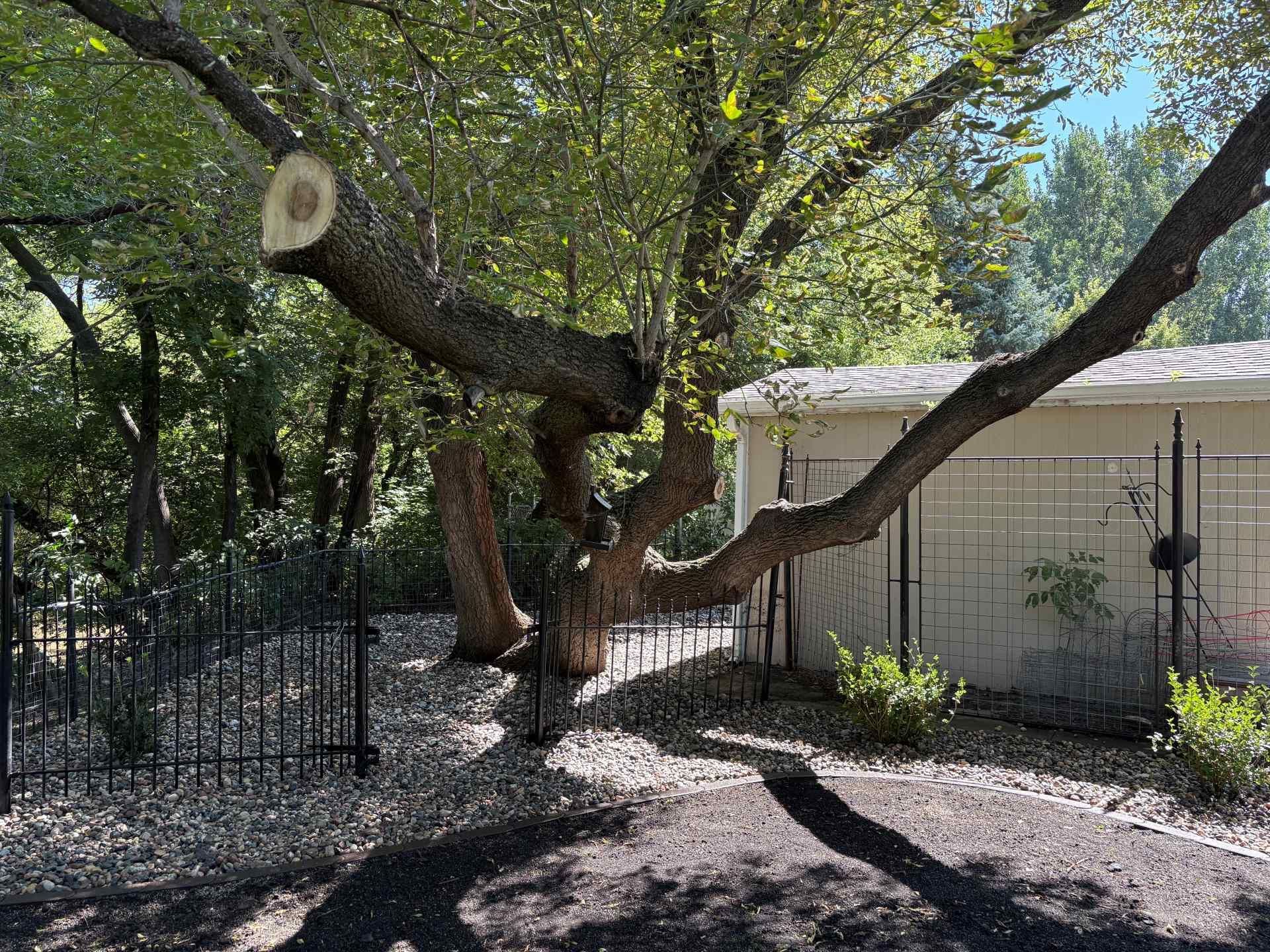 A large tree with a pruned branch hangs over a metal fence and a shed in a backyard with gravel and mulch.