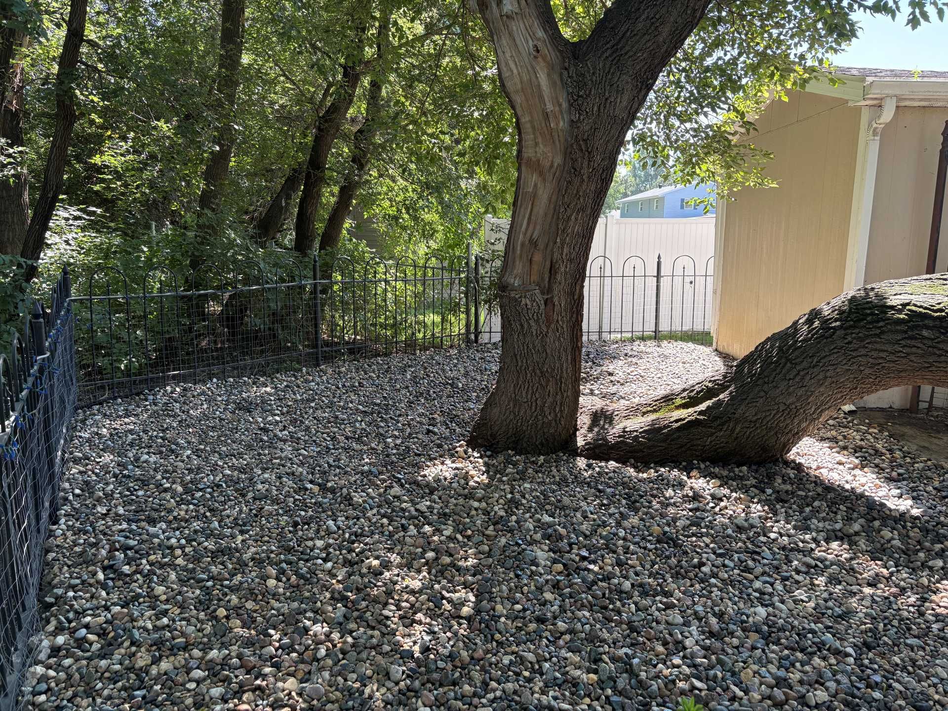 A large tree with a long, low-hanging branch extends across a yard covered in small grey gravel near a fence and building.