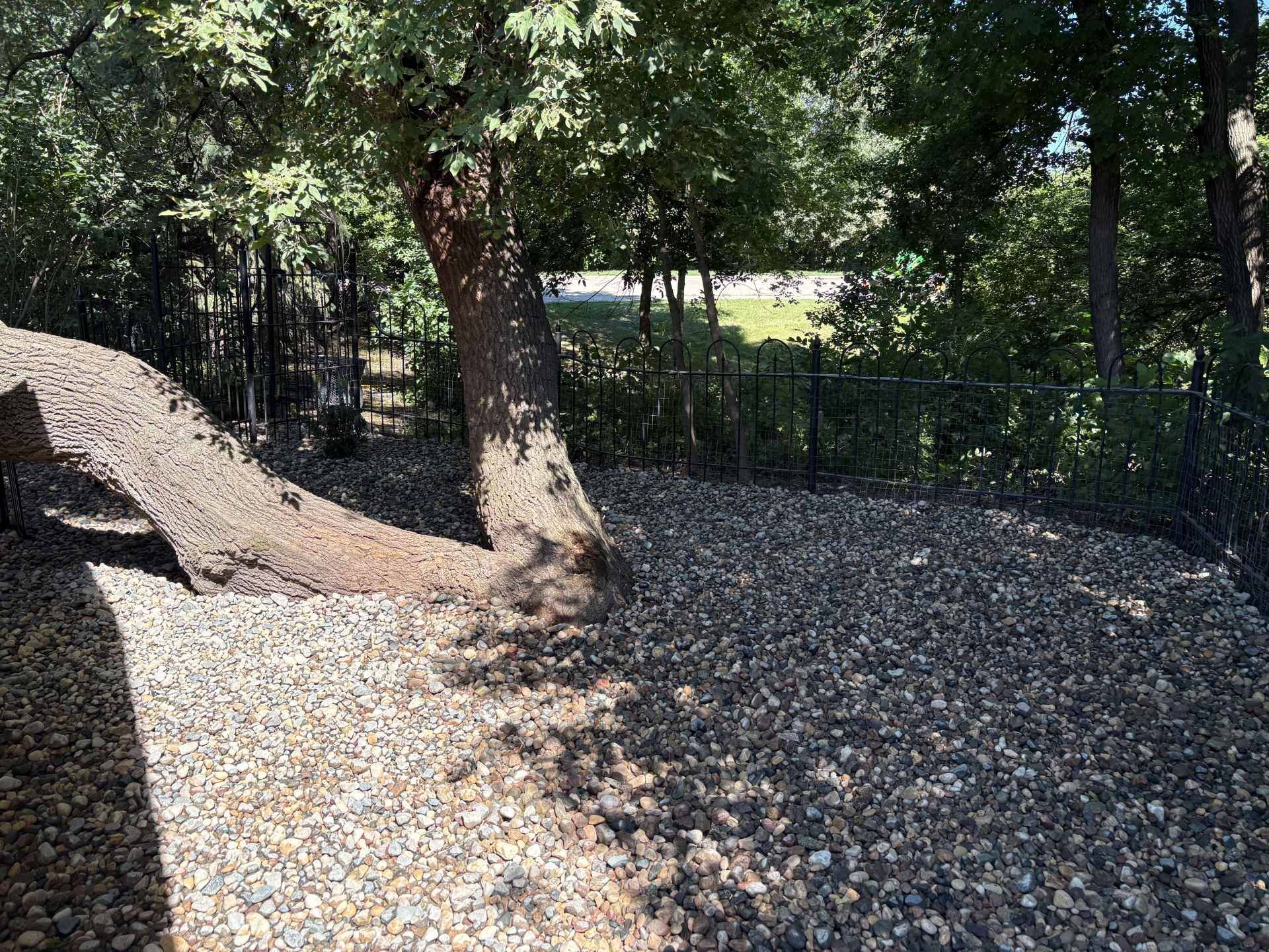 A large tree trunk with a low, horizontal branch extends over a gravel-covered yard near a chain-link fence.
