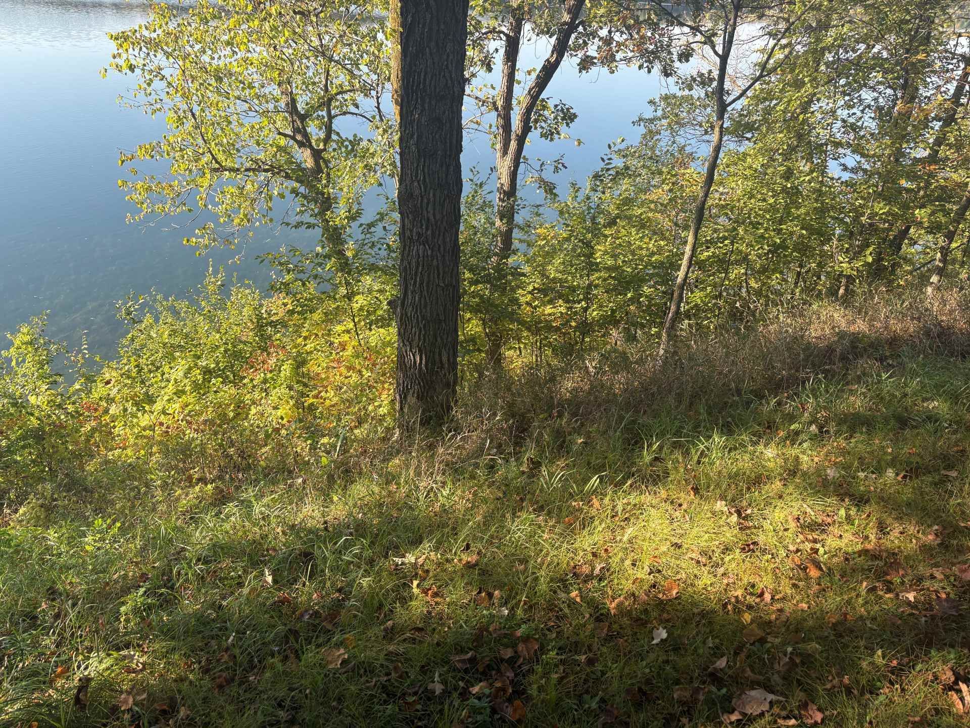 Trees and sunlit vegetation on a hillside overlooking a calm body of water.